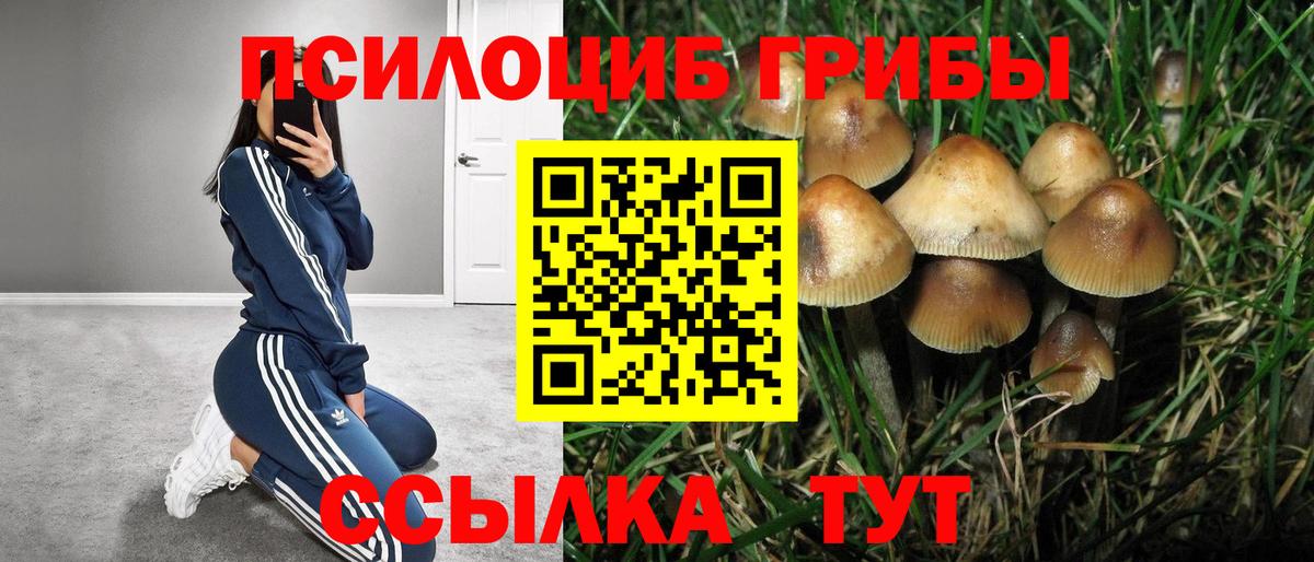 Псилоцибиновые грибы Cubensis Пятигорск